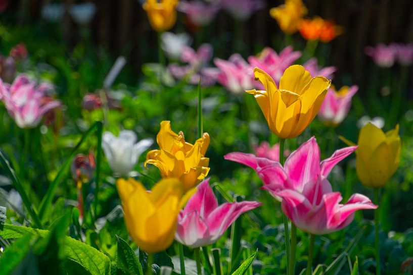 Blumen von Valerie Vlaeminck