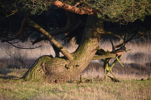 Ein Baum in Form von …