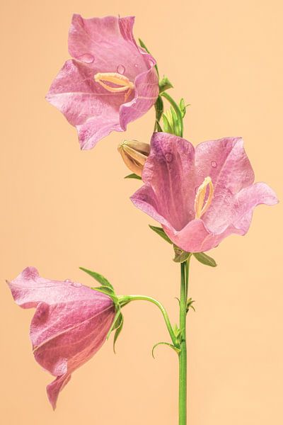 Chuchotement doux de la fleur de clocher par Impression d'artiste de la nature