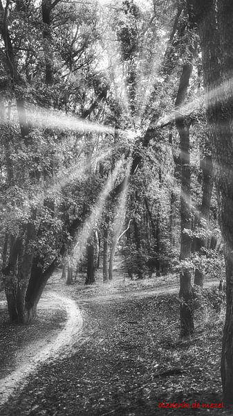 Path in the forest by Diederik De Mezel