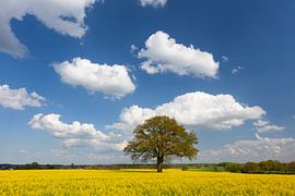 Rapsfeld Eiche von Sven-Erik Arndt