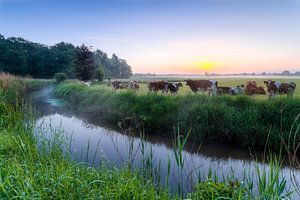 Vaches le long de Tongelreep