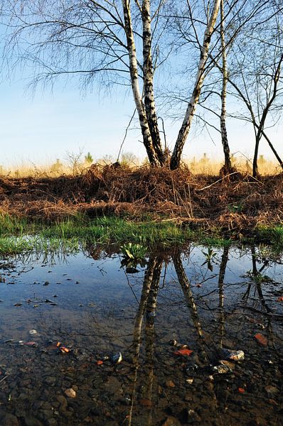 Birch reflection by Corinne Welp