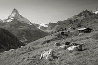 Koeien Findelen Zermatt Matterhorn van Menno Boermans thumbnail