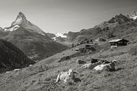 Kuhen Findelen Zermatt Matterhorn