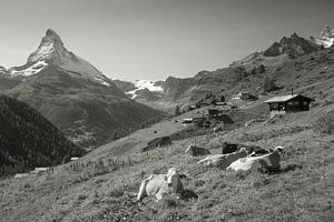 Koeien Findelen Zermatt Matterhorn van Menno Boermans