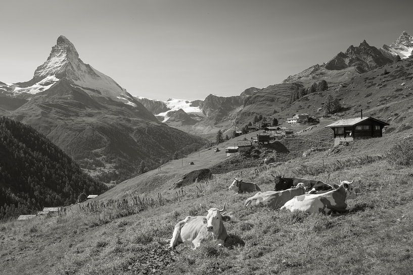 Les Vaches Findelen Zermatt Cervin par Menno Boermans