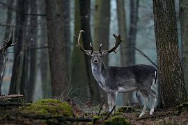 Hirsch im Wald von Franziska Schwerte