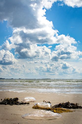 Quallen in der Brandung, Strand von Flushing