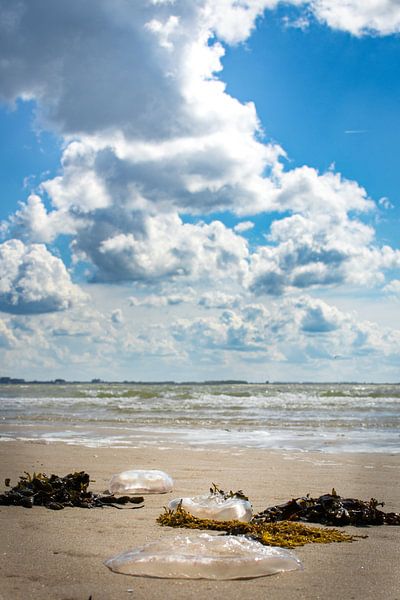 Jellyfish in the surf, Flushing beach by Marije de Pagter