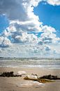 Jellyfish in the surf, Flushing beach by Marije de Pagter thumbnail
