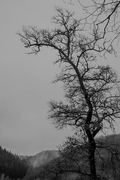 Winterbaum ❘ Ardennen ❘ Dramatisch ❘ Schwarz-Weiß-Fotografie ❘ Wallonie von Floor Bogaerts