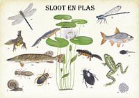 Pflanzen, Tiere und Fische von Gräben und Teichen