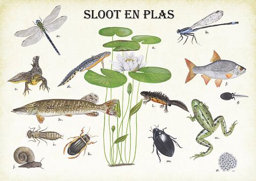 Plants, animals and fish of ditches and ponds