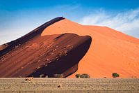 Dune X