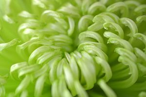 Chrysanthème