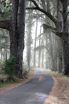 Laan van de Reuzen, een weg in het hart van het dennenbos op La Palma