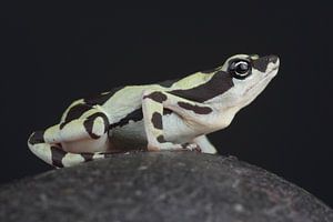 Crapaud arlequin (Atelopus high-mothi)