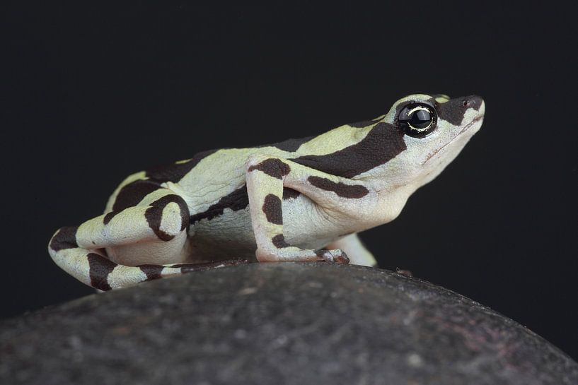 Hoogmoed's Harlequin Toad (Atelopus hoogmoedi) by Ronald Pol