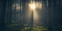 Sunshine through the trees by Joost Lagerweij thumbnail