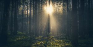 Le soleil à travers les arbres