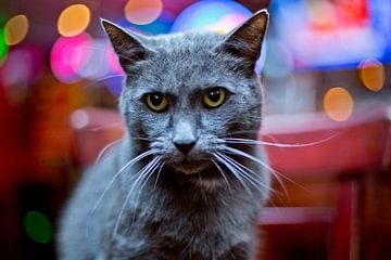 Pubcat Clyde, Trinity Amsterdam by Robert van Willigenburg