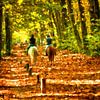 Automne sur Frans Van der Kuil