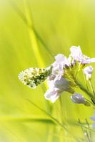 Orange tip on cuckoo flower