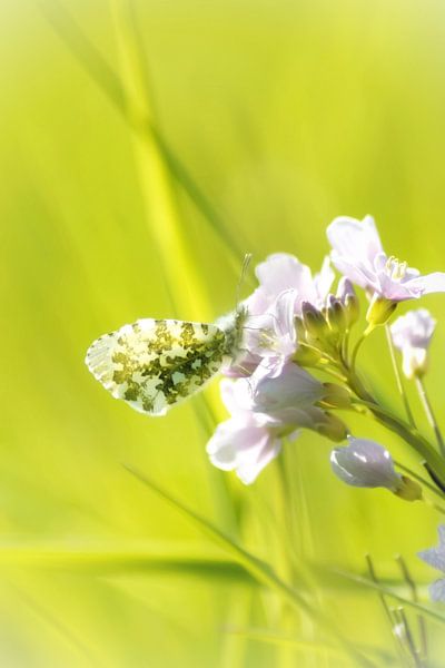 Orange tip on cuckoo flower by Sonja Onstenk
