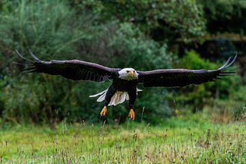 American bald eagle -Haliaeetus leucocephalus- just before landing
