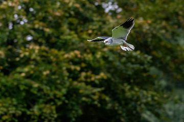 de Grijze Wouw biddend - Elanus caeruleus van Rob Smit