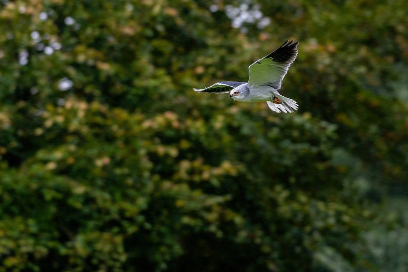 de Grijze Wouw biddend - Elanus caeruleus van Rob Smit
