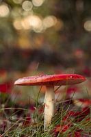 Enchanted Red Mushroom