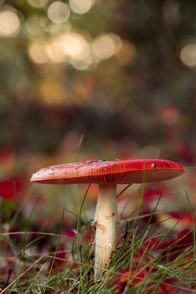 Champignon rouge enchanté par Adriana Luxwolda