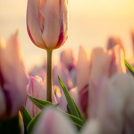 Hollandse tulp van Sidney van den Boogaard