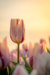 Tulipe hollandaise