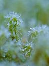 macro photo of ice crystals in nature by BHotography thumbnail