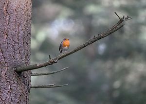 Rotkehlchen auf einem Ast im Wald