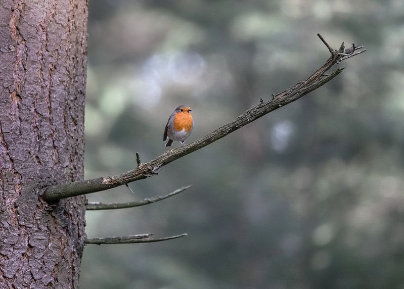 Roodborstje op een tak in het bos van Anges van der Logt