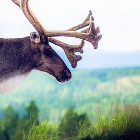 Oh deer.... by Ingeborg Ruyken