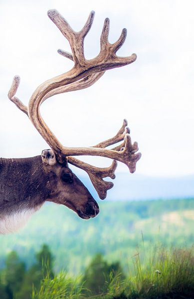 Oh deer.... by Ingeborg Ruyken