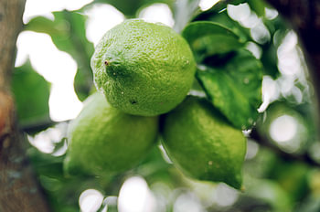 Limetten an einem Baum