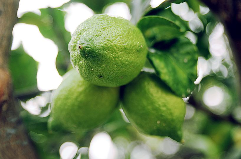 Limetten an einem Baum von YesItsRobin