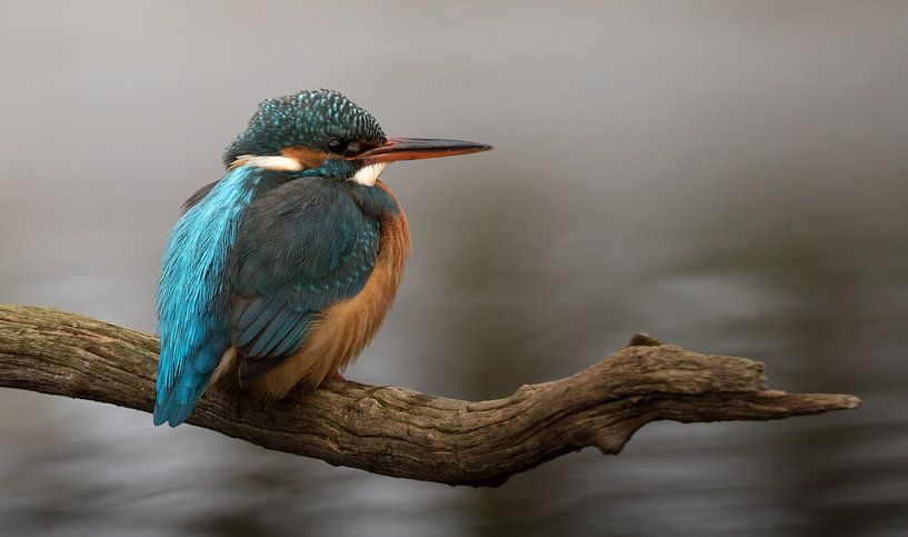 IJsvogel zittend op een tak von Michel de Beer