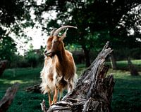 Goat on a tree trunk