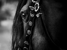 Das Auge der Stärke - Friesenhengst von Gewoon ROOS