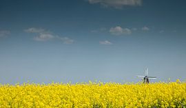 Rapeseed with polder mill De Dellen