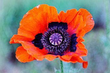 Mohn von Rob Boon