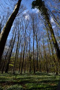 Anémone de bois près de Klein Stresow