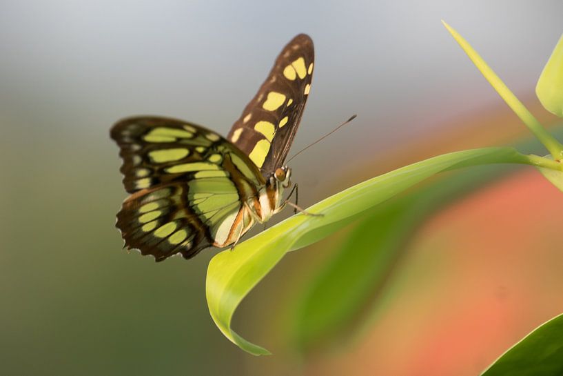 Butterfly  by Bart Houx